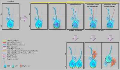 Progenitor-Based Cell Biological Aspects of Neocortex Development and Evolution